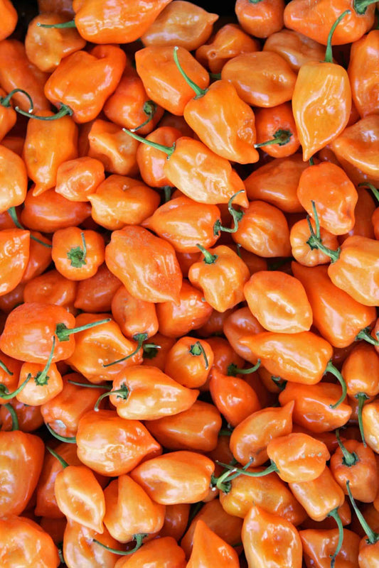 Spanish Habanero Pepper Seeds