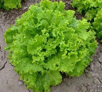 Grand Rapids Leaf Lettuce Seeds