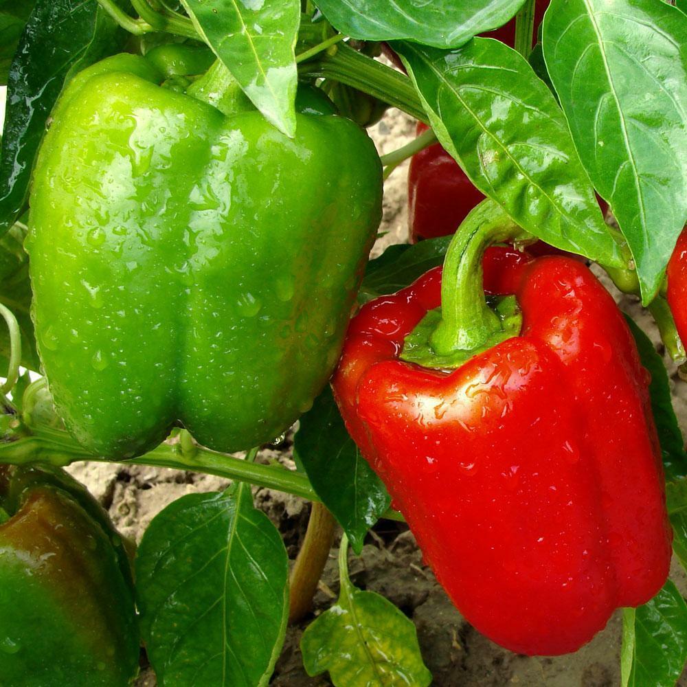 California Wonder Sweet Bell Pepper Seeds