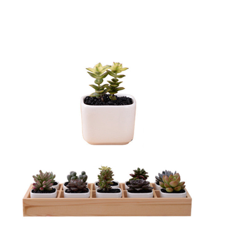 Succulent Wooden Box Flower Pot Set