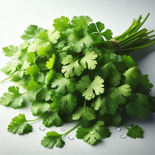 Coriander Cilantro Seeds