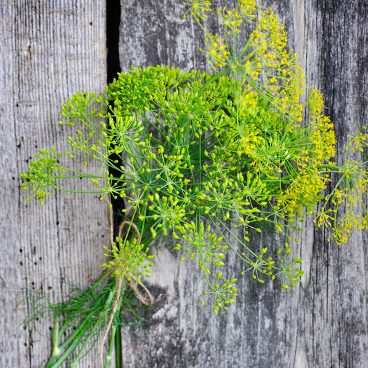 Long Island Mammoth Dill Seeds