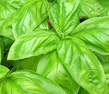 Sweet Italian Basil Seeds