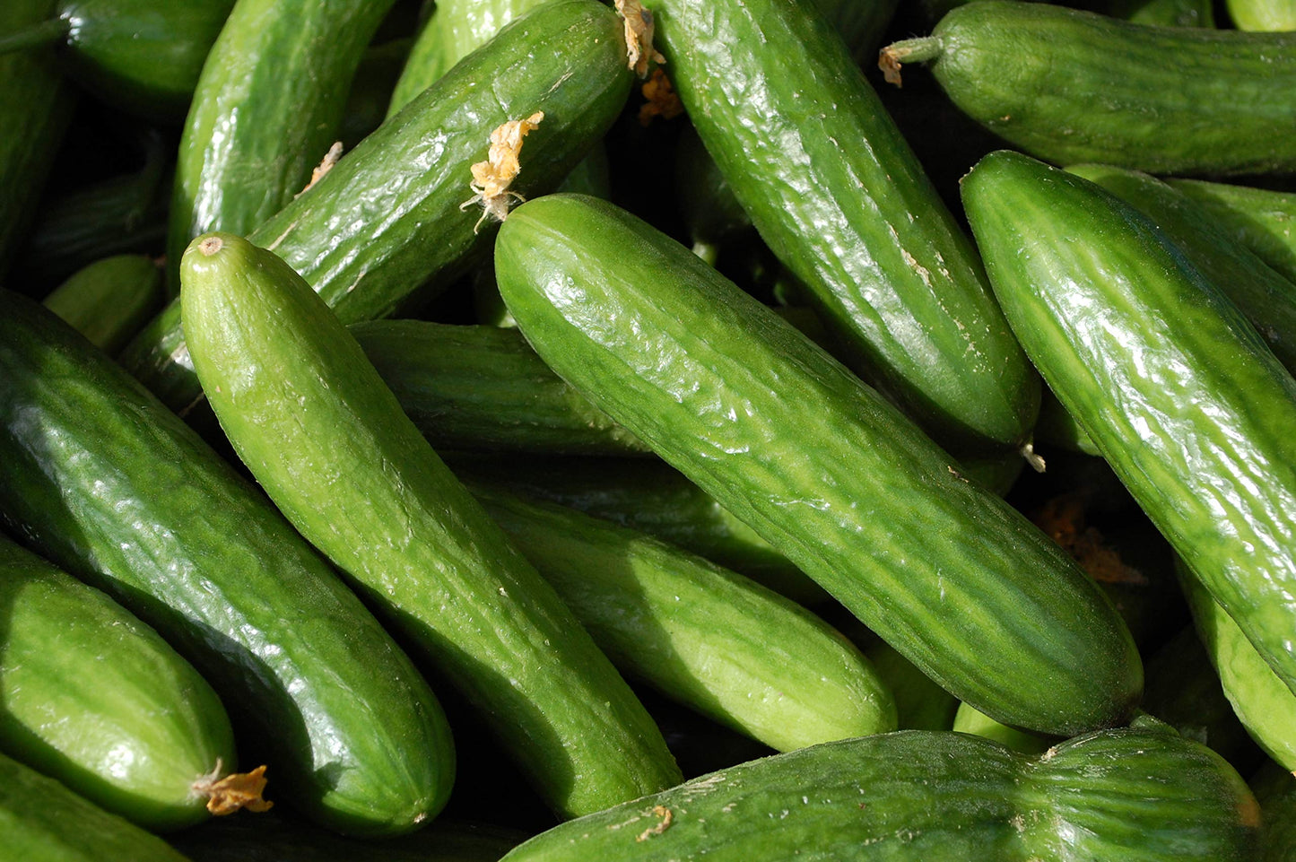 Muncher Cucumber Seeds