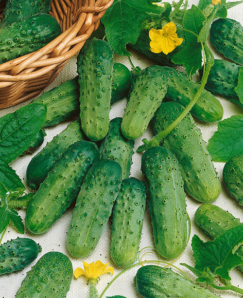 National Pickling Cucumber Seeds