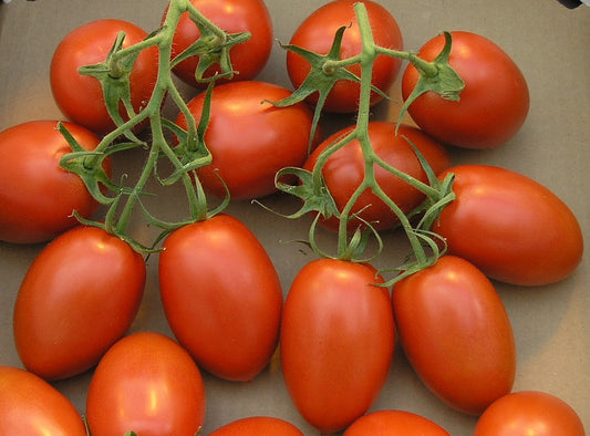 Roma Tomato Seeds