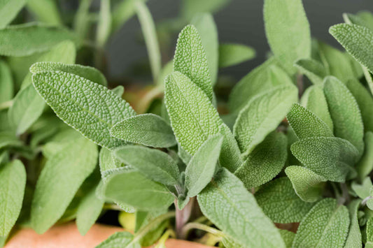 Sage Seeds