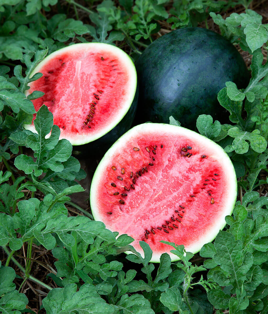 Sugar Baby Watermelon Seeds