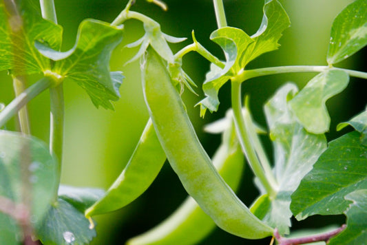 Sugar Snap Pea Seeds