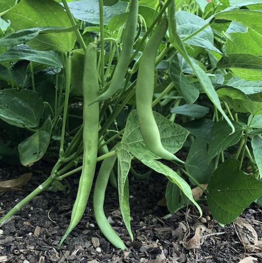 Tendergreen Improved Bean Seeds