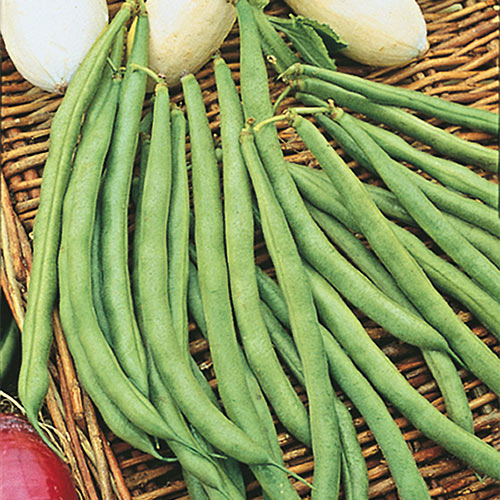 Top Crop Bush Bean Seeds