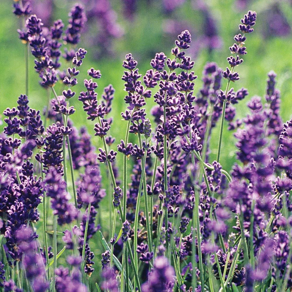 True Lavender Seeds