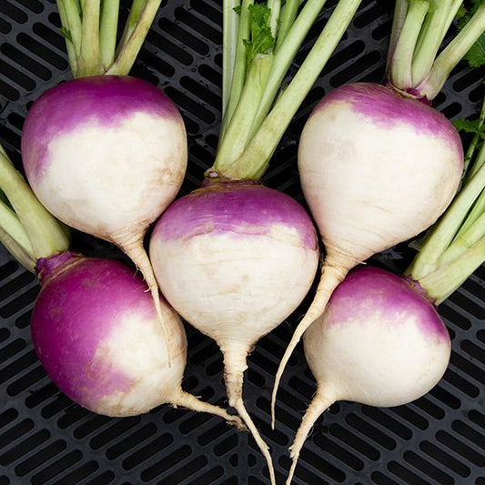 Purple Top White Globe Turnip Seeds